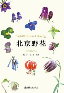 你眼睛里的光